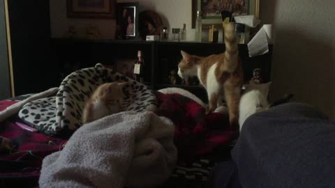 Hyper kittens playing on a bed