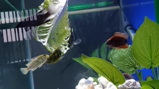 Fish eating lettuce