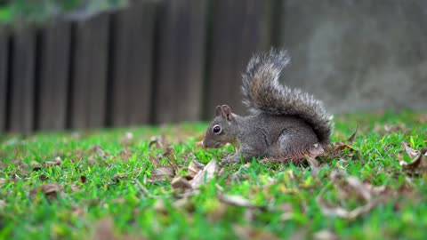 autumn squirrel gnaws nuts