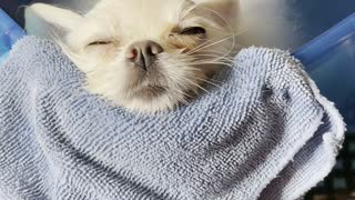 Super Relaxed Doggy Falls Asleep in Bath