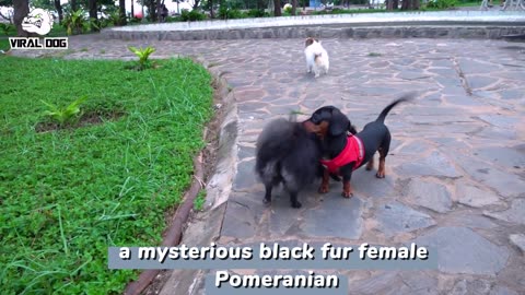 The Love Story Of Three Dogs At The Park | Viral Dog