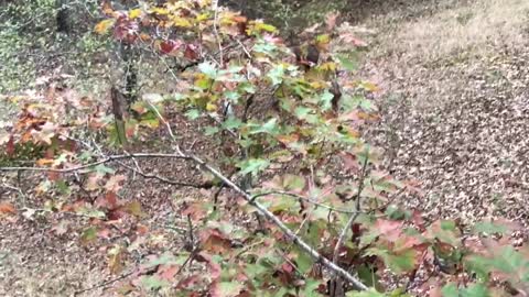 Muzzle Loader Buck Watching