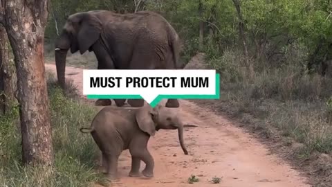 Mother elephant prevents calf from getting too close to tourists