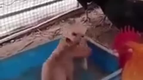 Chickens enjoying the fight of puppies #shorts #viral #shortsvideo #video