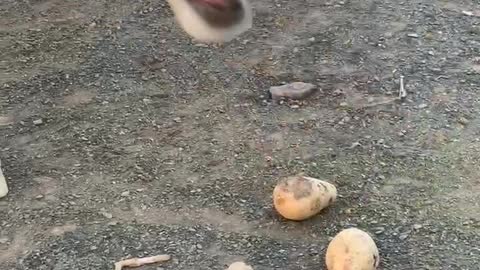 Sheep eating potatoes