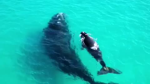 Free Stock Video For Everyone No Money - Beautiful Fotge Of A Whale And Her Calf Swimming Together