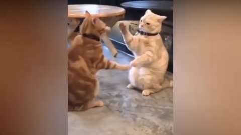 Compilation of Crazy Cats and Cute Pets - Cuteness and Funniest Animals Video!!!!