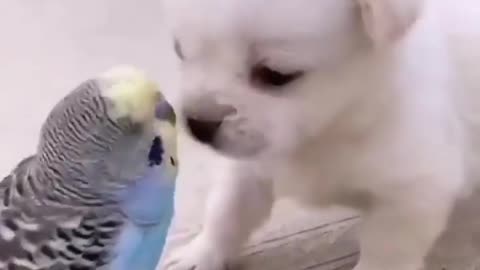 Lovely bird and puppy ||