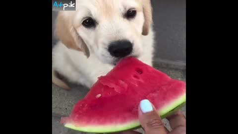 A Cute Dog Like To Eat Watermelon