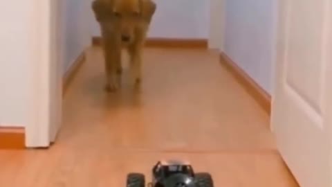 Funny Dog video || funny Labrador reaction || Funny Corgi Video