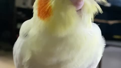 Parrot Loves Getting Head Scratches