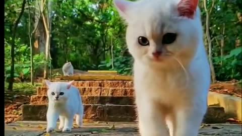 white Cats..