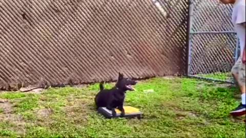 Teaching Dogs to Guard Objects and People safely
