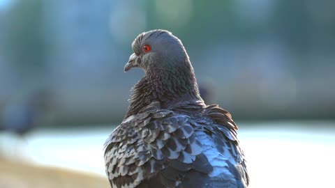 bird-martin-fisher-snow-plumage