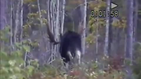 Maine bull moose in zone 10