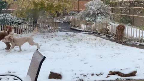 Labradoodles in snow