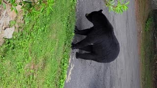 Family Throws Snacks and Bottle to Get Bear Out of Car
