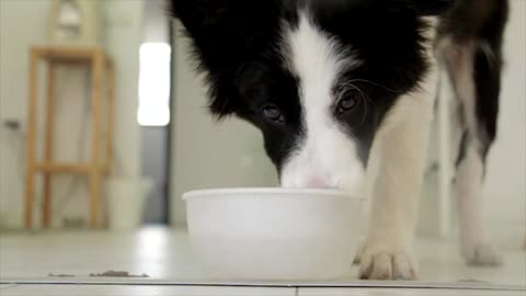 Dog Drinking Pet Food Thirsty Animal Indoor
