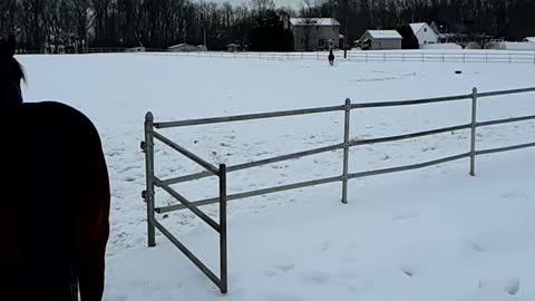 Yearlings playing