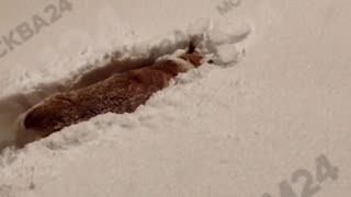 Moscow pets enjoying fluffy fresh fallen snow 🎄