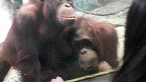 chimps hogle zoo