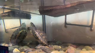 Turtle named Flash eating shrimp 2