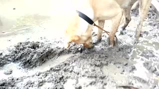 Pupy digging mud hols