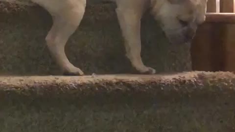 Tired pup awkwardly falls asleep on the stairs