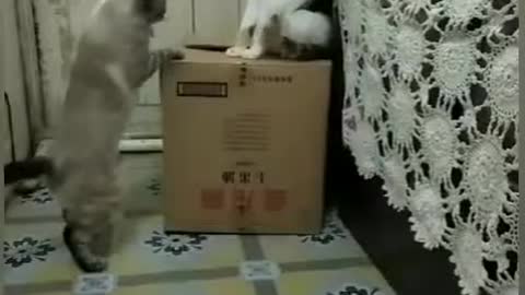 Cat Fights Cat Funny Vines - Cat Funny Videos Vines