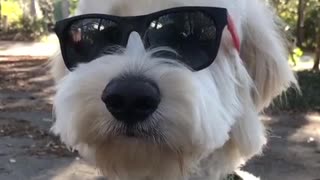 White dog wearing glasses and sitting still