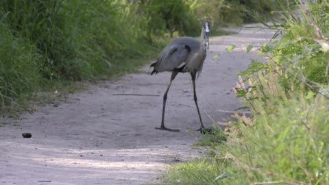 Great blue heron with a big fish