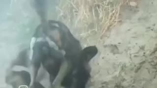 Wild dogs attack the boar