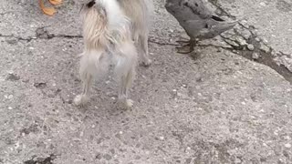 This will make you laugh! Luna with the ducks and chicken she raised. They are still friends!