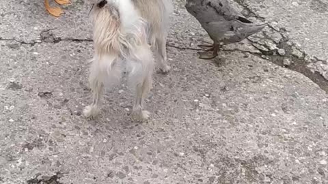 This will make you laugh! Luna with the ducks and chicken she raised. They are still friends!