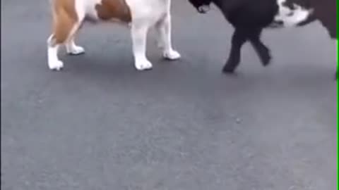 Dog 🐕 vs Goat 🐐| short video