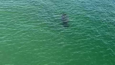 Manatees in the Gulf of Mexico