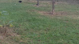 Mister black #animal #bestbirdshots #nuts #bhfyp #about #cute #parrot #your #photo #adored #naturelover #pets #parrotsofinstagram #natgeo #instagood #wild #birdsphotography #vogelfotografie #india #beautiful #birdsofprey #travel #vogel #picoftheday #world