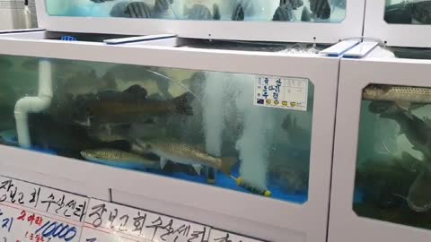 Korea's sashimi restaurant aquarium