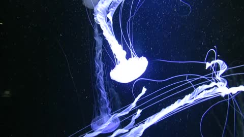 Jellyfish is wonderful