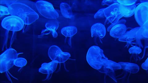 Jellyfish Life In Marine Blue Aquarium