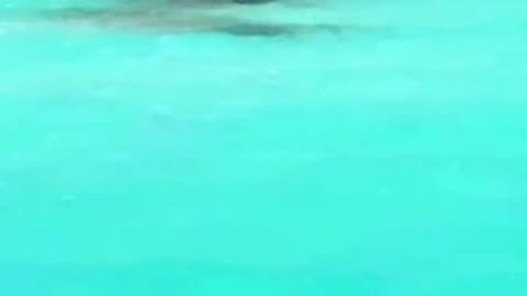 Bloody Shark Attack at Turks and Caicos