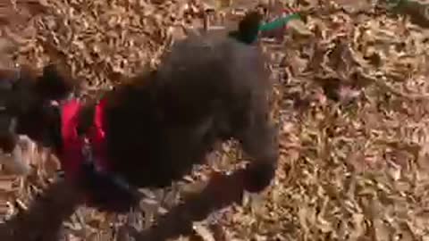 Black dog slides down yellow slide