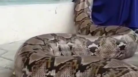 Video Of Giant Snake Sleeping On Girl’s Lap Goes Crazily Viral | WATCH #Shorts