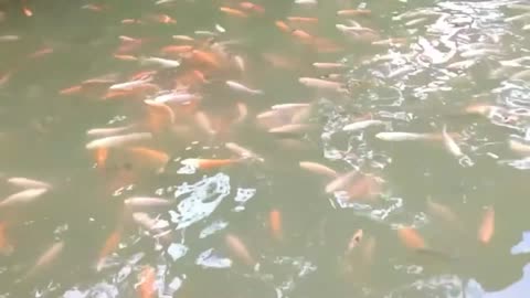 RED FISH FARM
