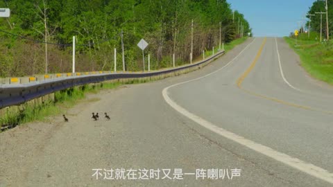 duck crossing the road
