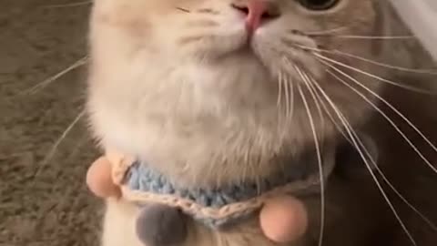 Cute cat most viral video on YouTube shorts
