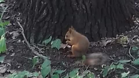 squirrel in park