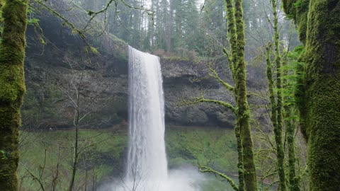 Waterfall in the Forest