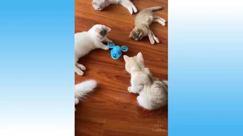 Cats Playing with Spinning Toy