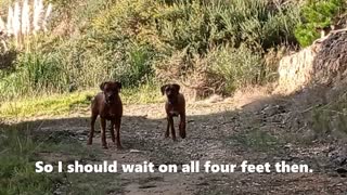 Old Dog & Old Lady Teach Young Pup Patience